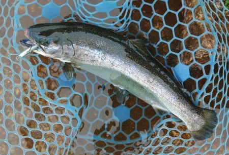 平日はミノーイングが楽しい！ ～フィッシングパーク高島の泉～